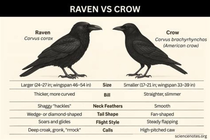 Difference Between Crow And Raven, Raven Or Crow There Is A Difference