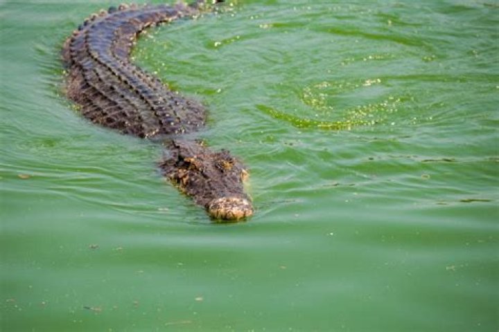Discover The Presence Of Crocodiles On Florida's Coastal Shores