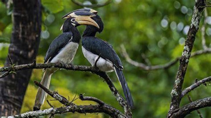Discovering The Black Martin Animal: A Fascinating Species