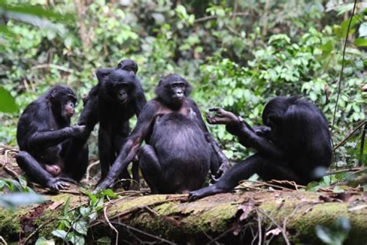 Discovering The Enigma Of Bondo Ape