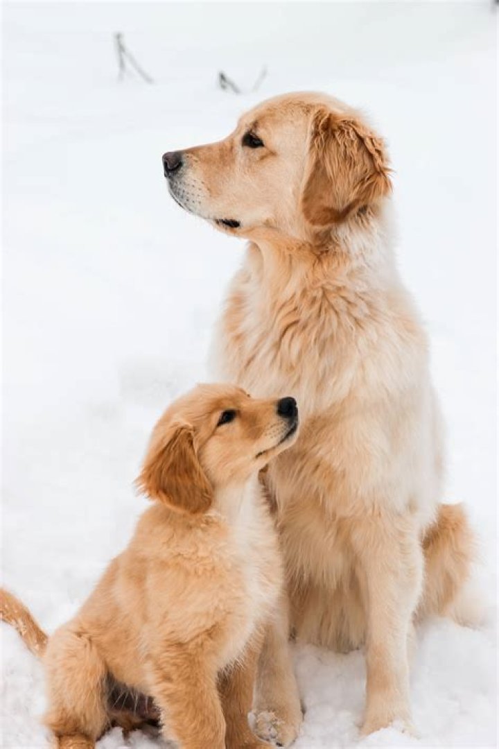 Dog Mom Transforms Golden Retriever&rsquo;s Medical Cone Into Hilarious