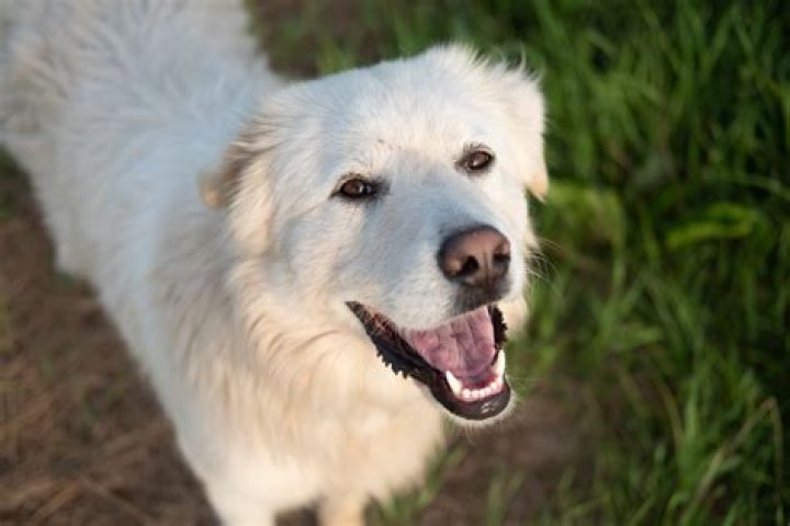 Dog's Reaction to Kristi Noem Goes Viral&mdash;There's Just One Problem