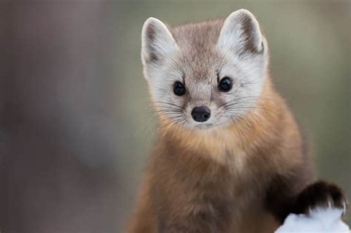 Download Animal Marten HD Wallpaper