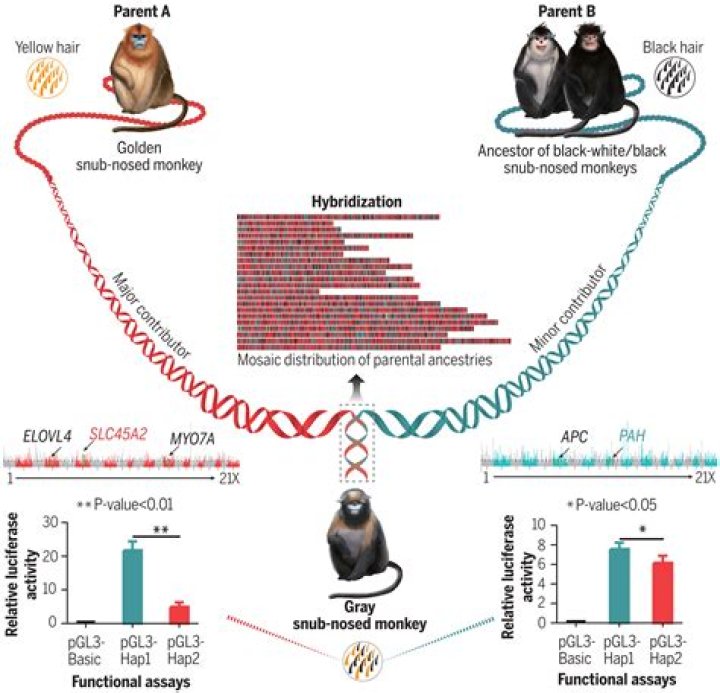 Dr. Sapolsky: Understanding The Mind Of A Primate