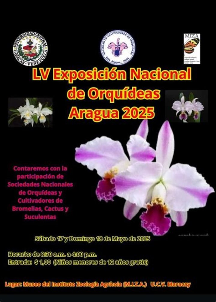 El Fascinante Mundo Del Argentino Cantante De Cumbia