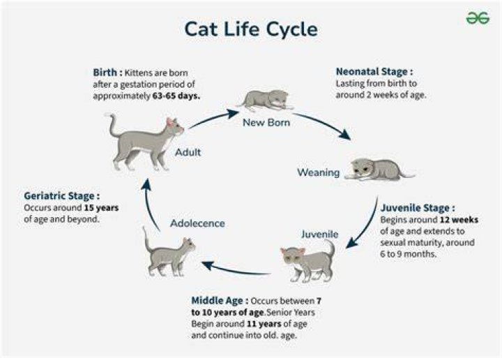 Embracing Solitude: The Life Of A Cat When I'm Alone