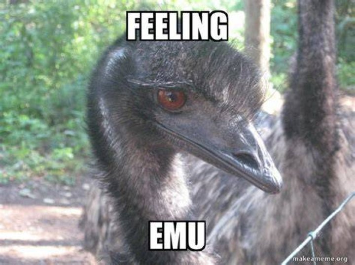 Emu brandon Meme Generator