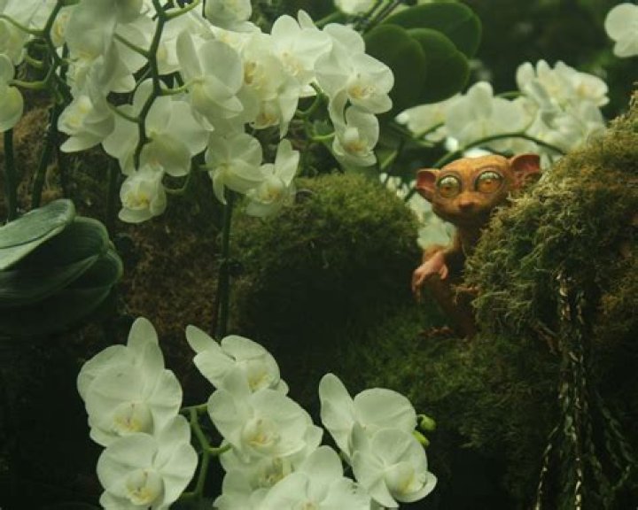Exploring The Enigmatic World Of Chaneques: Guardians Of Nature