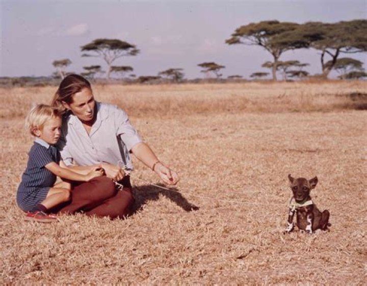 Exploring The Life And Legacy Of Hugo Van Lawick