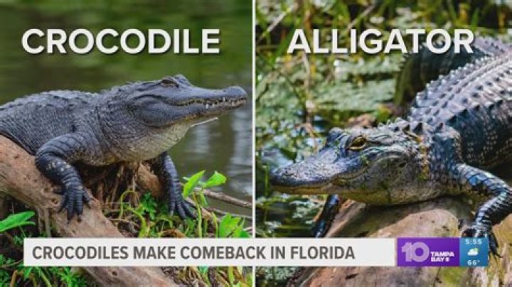 Florida crocodile Where are they and how to stay safe