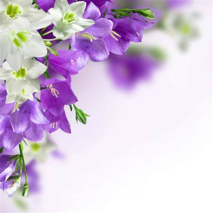 Free Images white, flower, purple, petal, cute, celebration, love