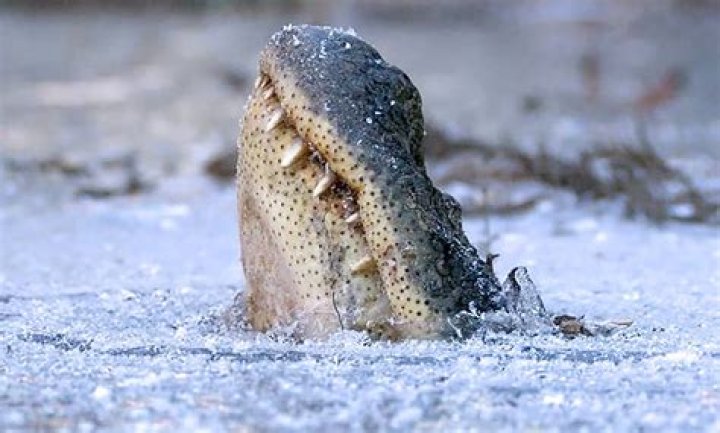Frozen alligators found in North Carolina as temperatures hit 17