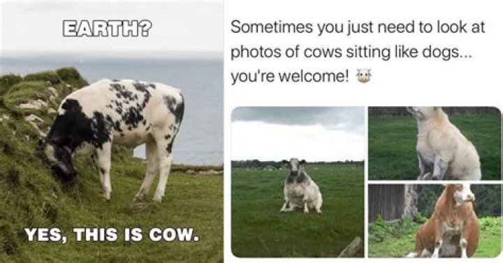 Funny Cow Memes Page 16 of 62 Entegra Signature Structures