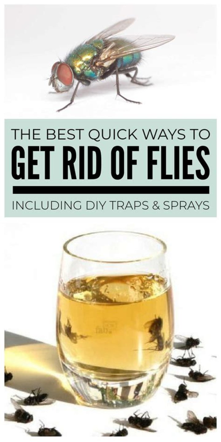 get rid of flies outside Keep Flies Away, Get Rid Of Flies, Lawn Pests