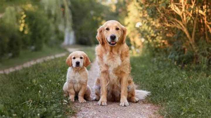 Golden Retriever A Big Brother To His Human Sister Right From
