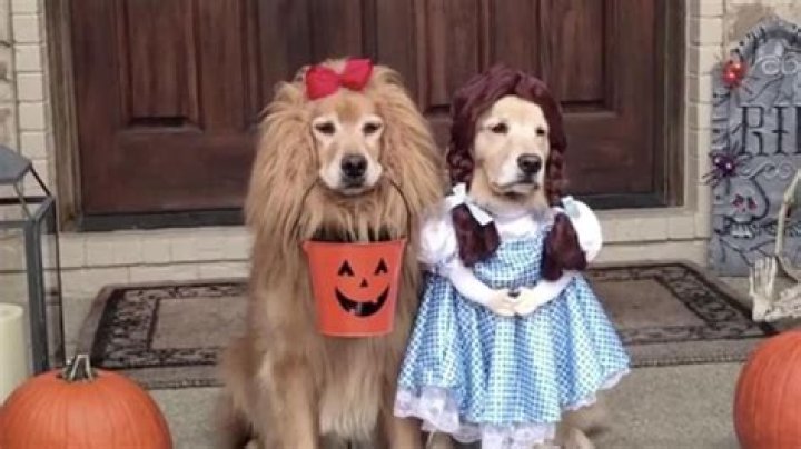 Golden Retriever Costume, Girl In Bunny Costume Playing With Golden
