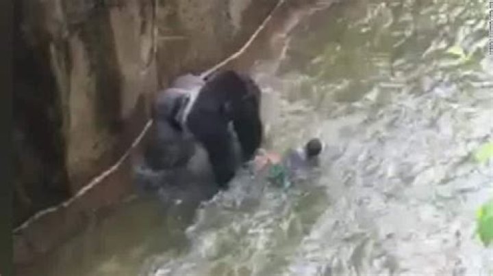 Gorilla drags 3yearold boy in shocking video CNN Video