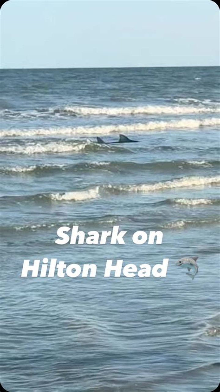 Hilton Head Shark Attack: What You Need To Know