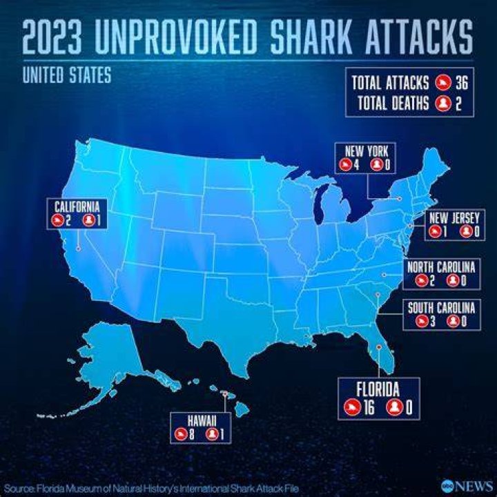 Hilton Head Shark Attacks In South Carolina: A Comprehensive Guide