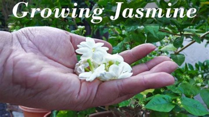 Home Jasmine For US