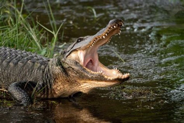 How Alligators 'Hibernate' Under the Ice During Winter