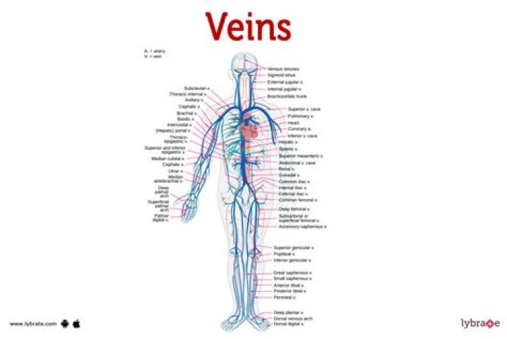 How Many Veins in the Human Body? and Why Adam's Apple Appears Only in