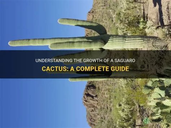 How Much Does A Saguaro Cactus Cost? A&P Nursery