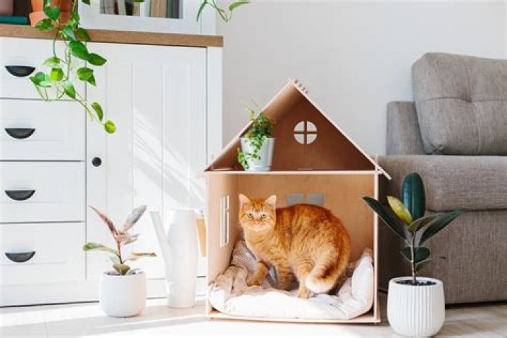 How to make Catfriendly Homes HomeLane Blog