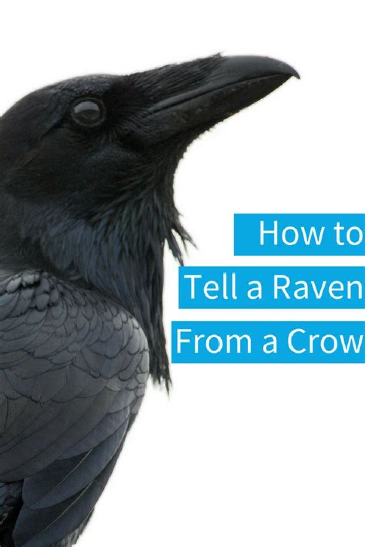 How to Tell a Raven From a Crow Unianimal