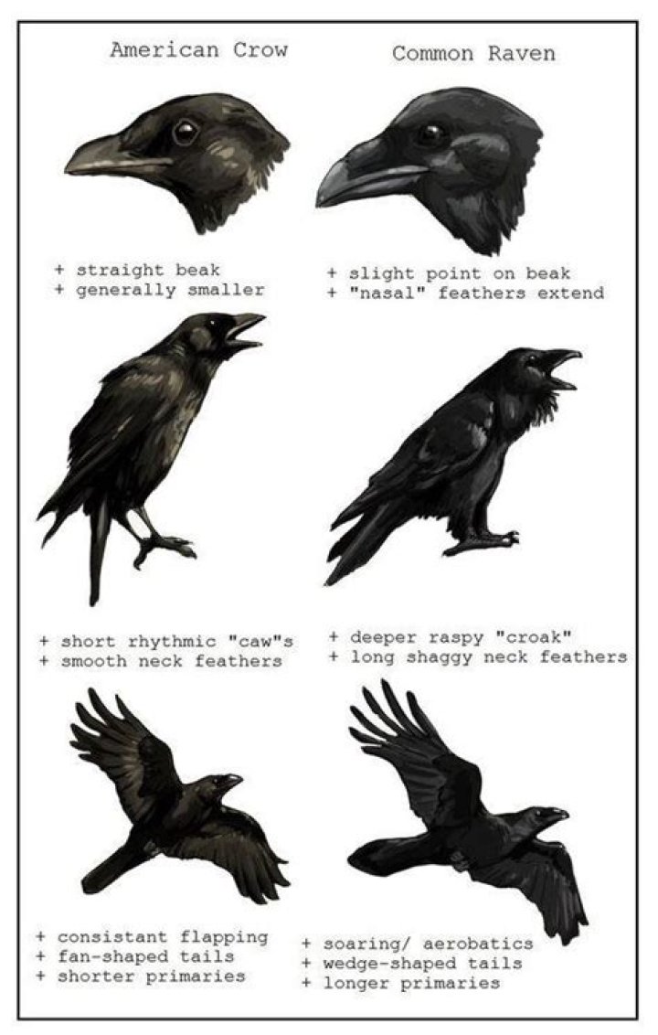 Image result for crow vs raven beak Crow, Pet birds, Raven