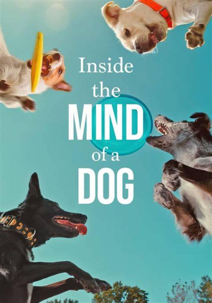 Inside the Mind of Andrew Tate What Is Wudan and Who Is Master Po