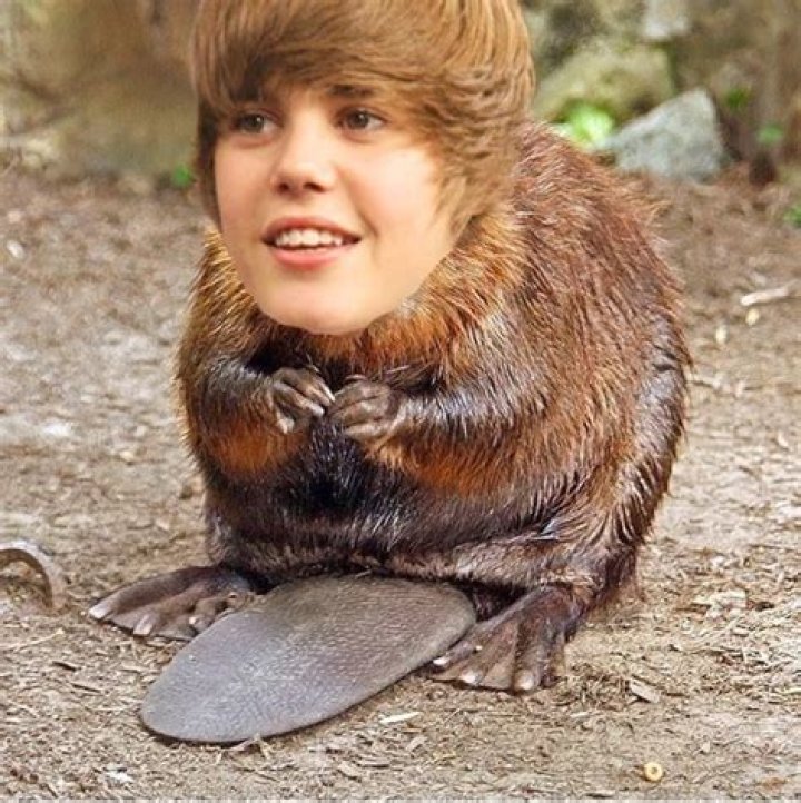 Justin Beaver UnAnything Wiki Fandom