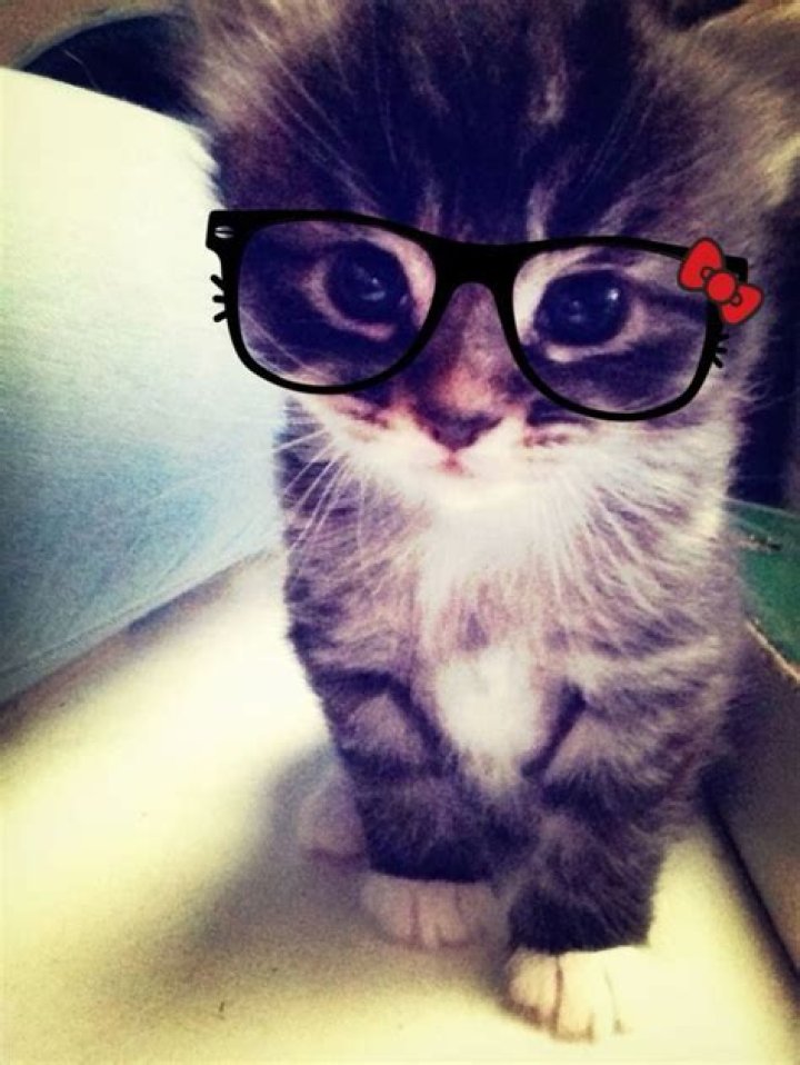Kitty Cat Cat Random Photo (37009144) Fanpop