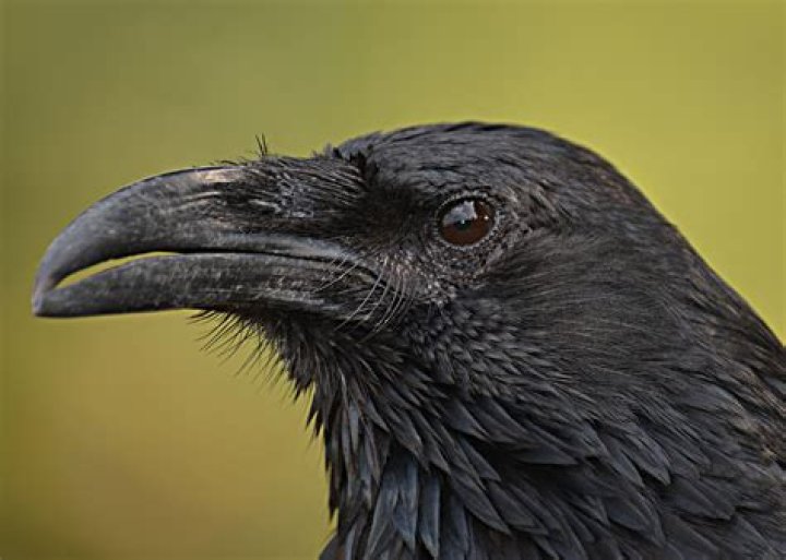Large beak of Raven Raven images, Crow pictures, Black bird
