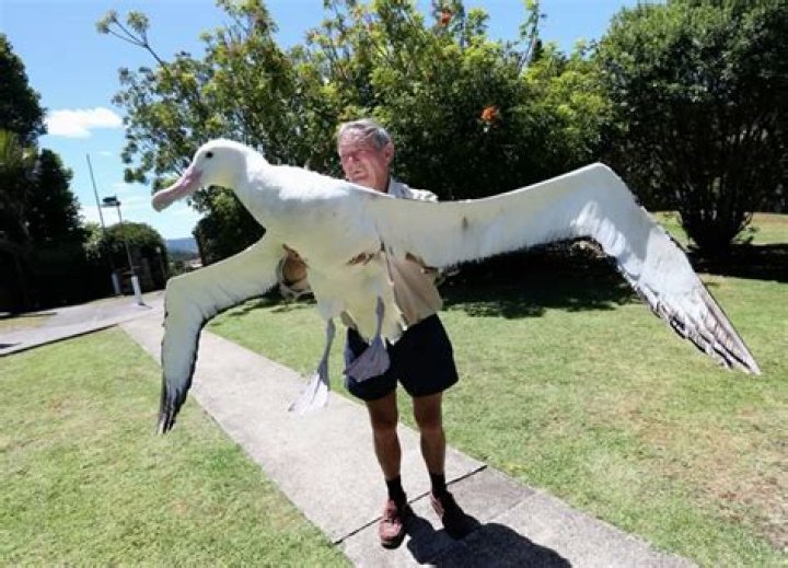 Largest Flying Bird