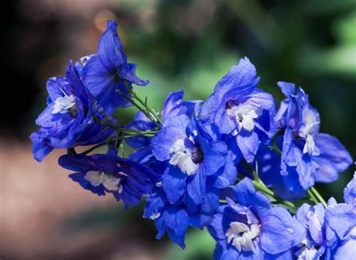 Larkspur Purple Flower Meaning Best Flower Site