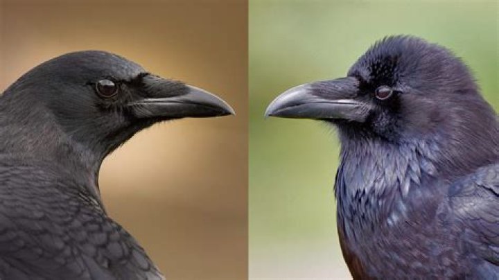 Mastering The Art Of Distinction: How To Tell Crows And Ravens Apart