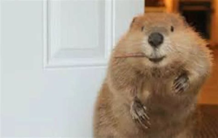 Meet Justin Beaver Enchanted Little World
