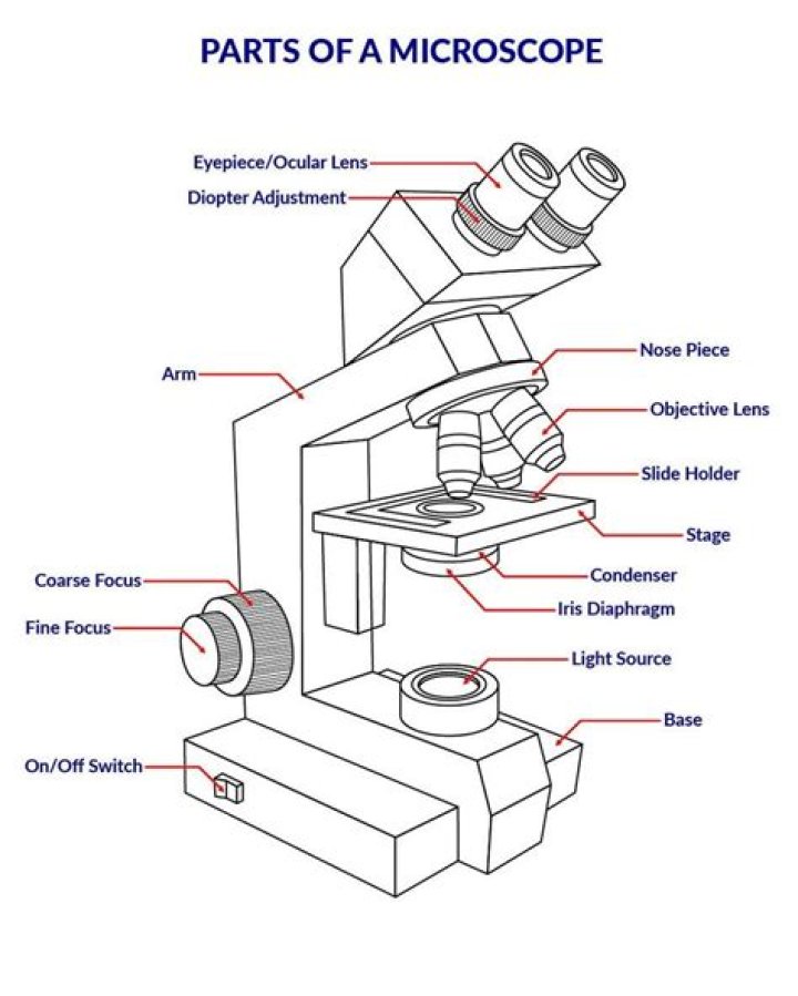 Microscope Diagram Labeled, Unlabeled and Blank Parts of a Microscope