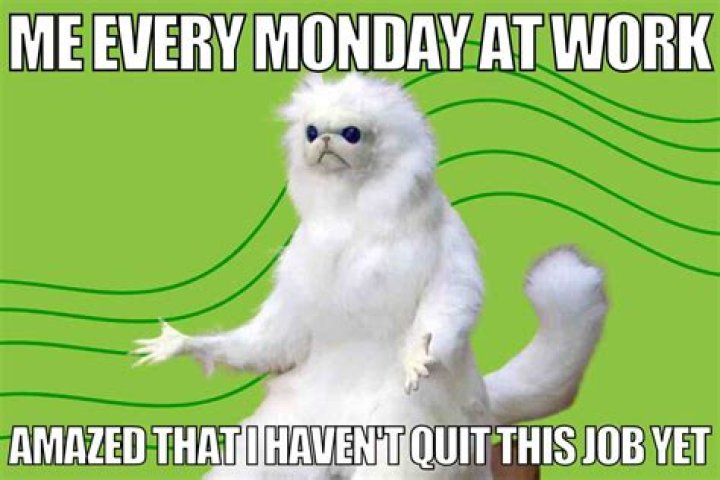 monday work meme funny Chameleon Memes