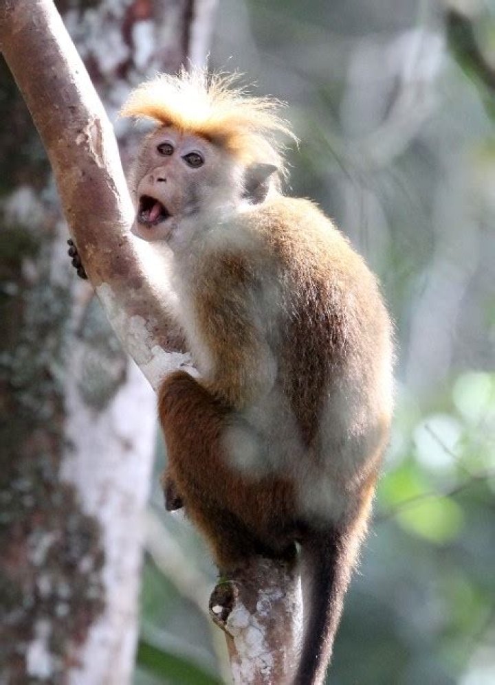 Monkeys Are Dicks La Cuadra