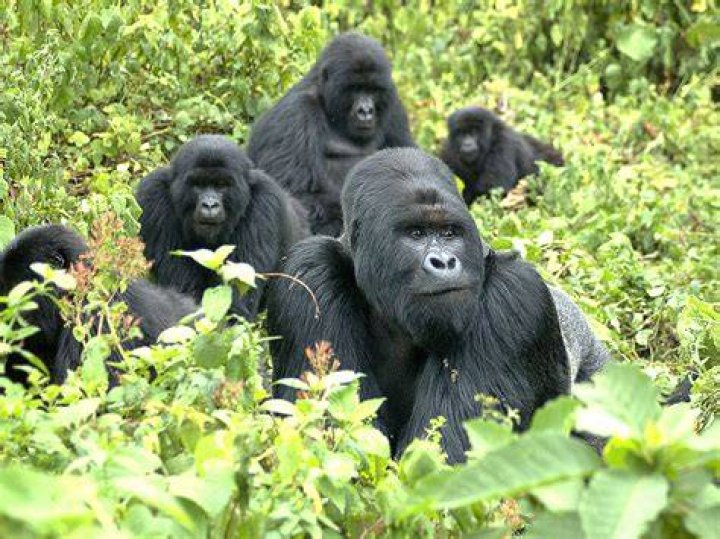 Mountain gorilla genome provides hope for animal's future Science AAAS