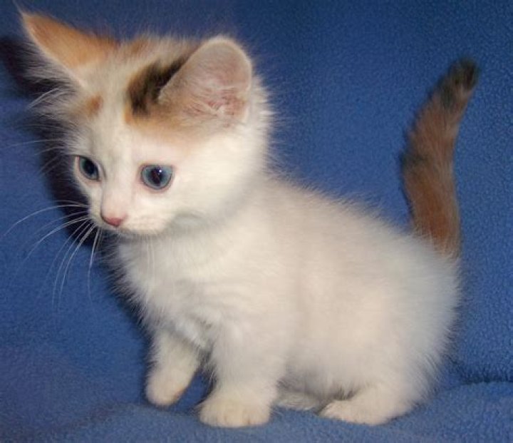 Munchkin Cat History, Characteristics and Temperament