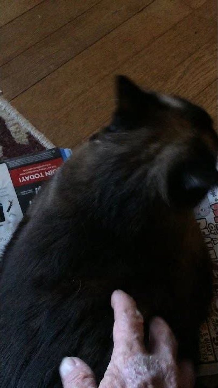Nikki Cat YouTube