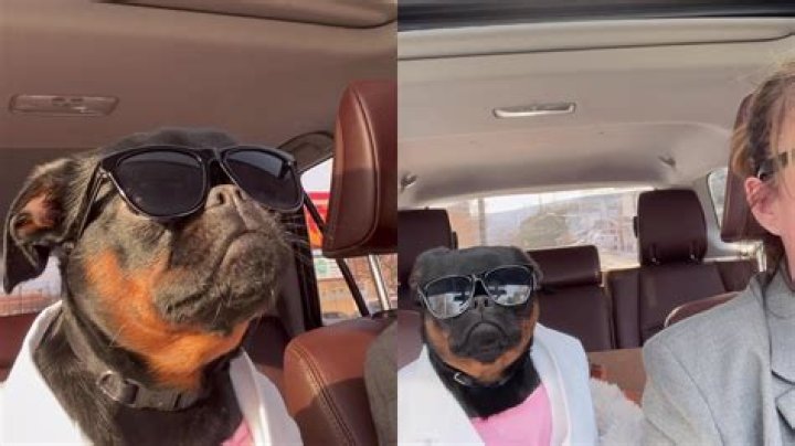 Owner Transforms Dog's PostNeuter Surgery 'Cone of Shame' into