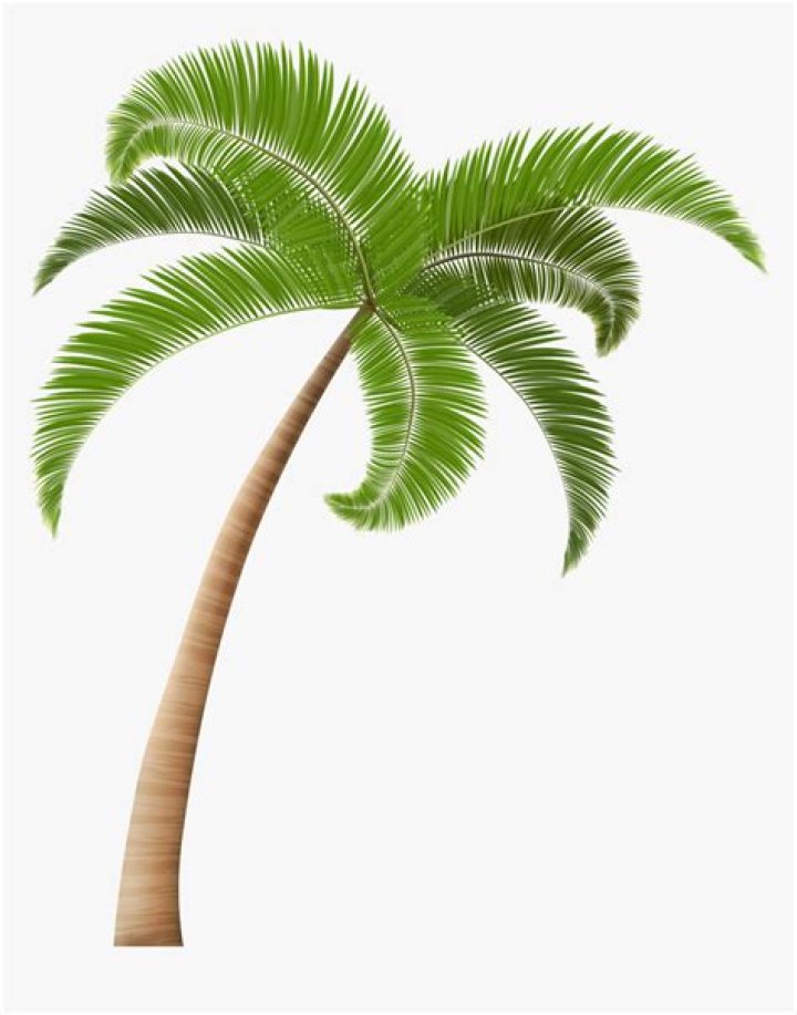Palm Tree PNG, SVG Clip art for Web Download Clip Art, PNG Icon Arts