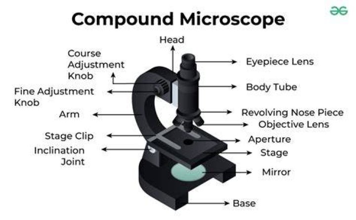 Parts of a Compound Microscope &mdash; Learning in Hand with Tony Vincent