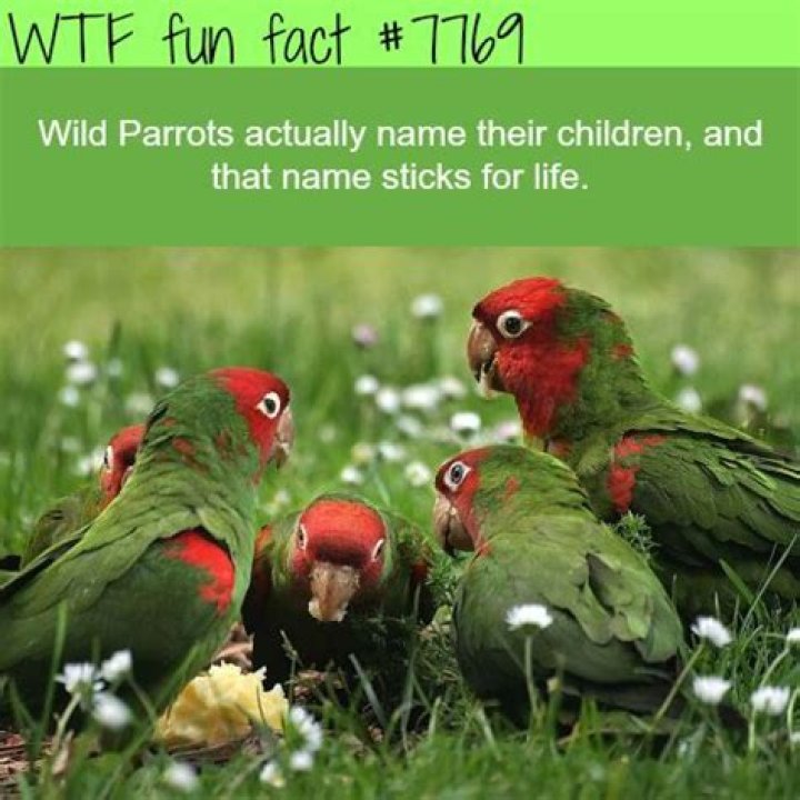 Pin on Fun Facts