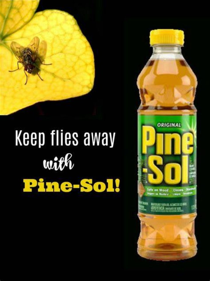 Pine Sol For Flies: A Natural Solution To Keep Your Home Fly-Free