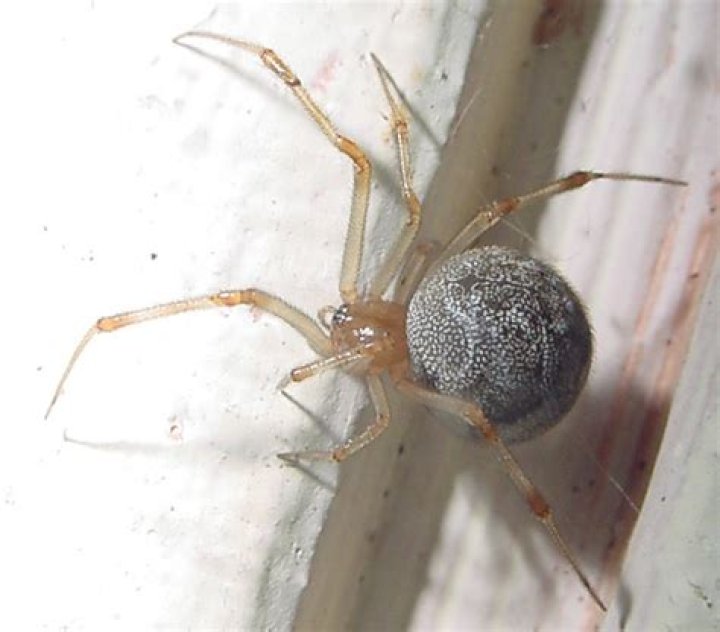 Pregnant House Spider